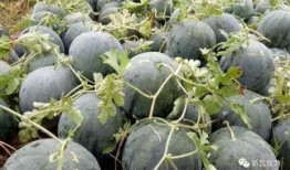 新昌吃瓜最新事件爆料,揭秘背后惊人真相