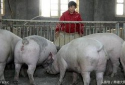 猪价最新爆料图片大全,最新爆料图片大盘点，揭秘市场动态