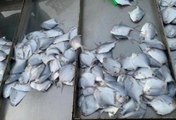 海螺碎石价最新爆料,揭秘市场波动背后的真相