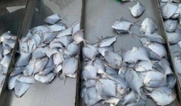 海螺碎石价最新爆料,揭秘市场波动背后的真相