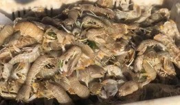 海螺碎石价最新爆料,揭秘市场波动背后的真相