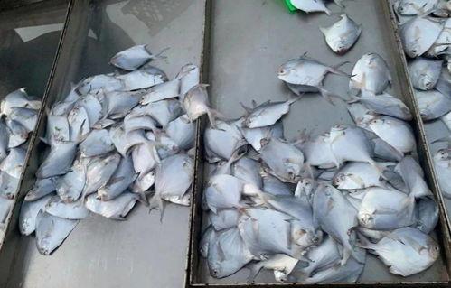 海螺碎石价最新爆料,揭秘市场波动背后的真相